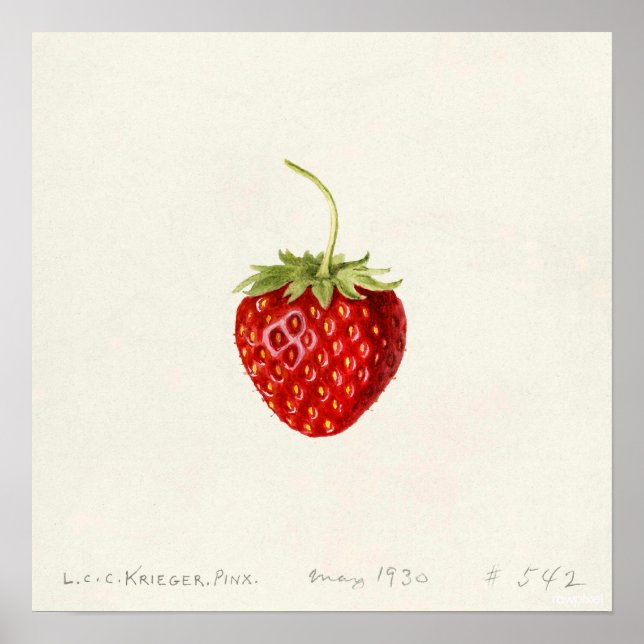 Poster Fraise (par Louis C.C. Krieger) (Devant)