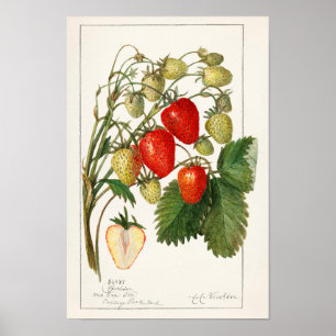 Poster Fraises (Fragaria) Aquarelle de fruits Peinture