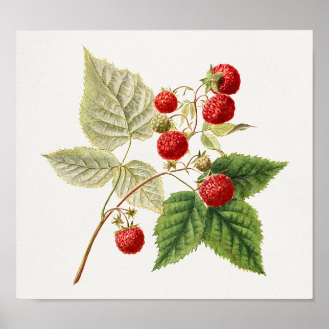 Poster Framboises rouges (Rubus Xnégligectus) Peinture au (Devant)