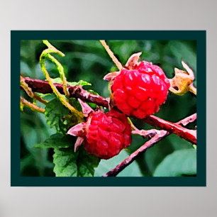 Poster Framboises sauvages