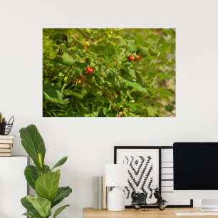 Poster Framboises sauvages dans les Alpes - Green & Red P