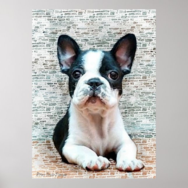 Poster français Bulldog (Devant)