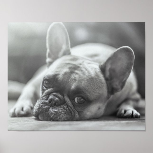 Poster français Bulldog (Devant)
