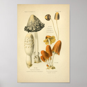 Poster Français vintage d'impression d'art de champignons