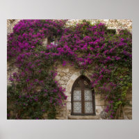 France, Provence, Èze. Rose vif