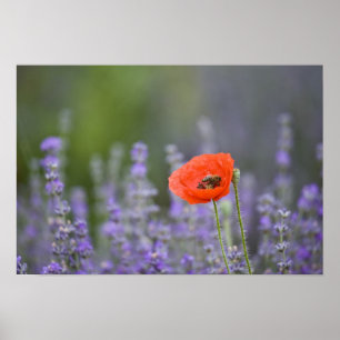 Poster France, Provence. Le pavot solitaire dans le champ