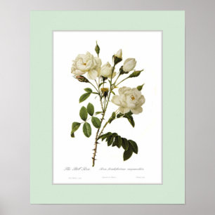 Poster Francofurtana de Rosa, frontière douanière