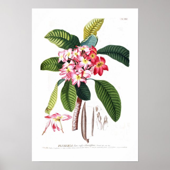 Poster Frangipani (Devant)