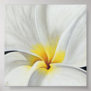 Poster Frangipani blanc