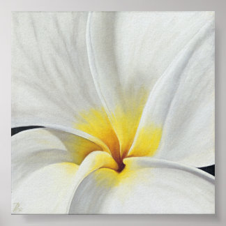 Poster Frangipani blanc