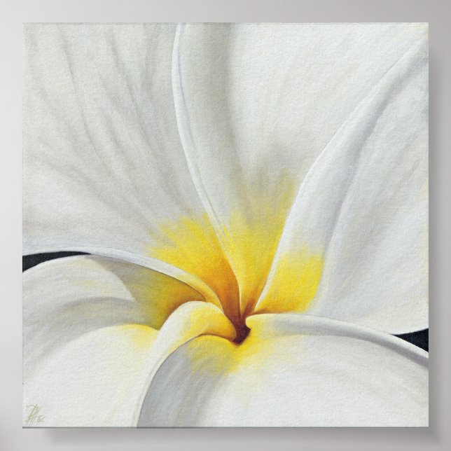 Poster Frangipani blanc (Devant)