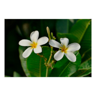 Poster Frangipani blanc