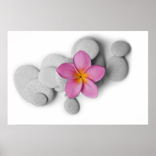 Poster Frangipani et cailloux
