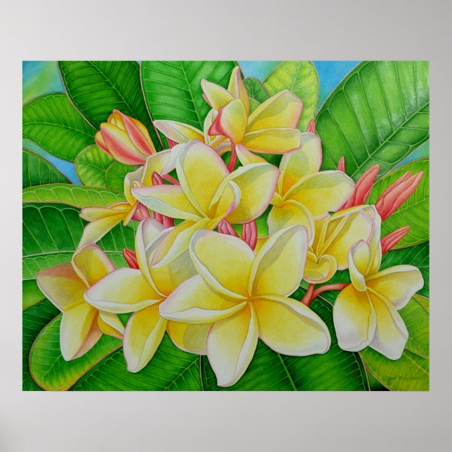 Poster Frangipani hawaïen (Devant)