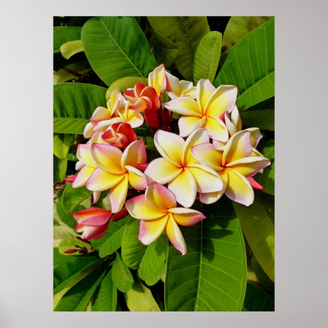 Poster Frangipani hawaïen (Devant)