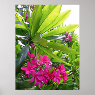 Poster Frangipani hawaïen