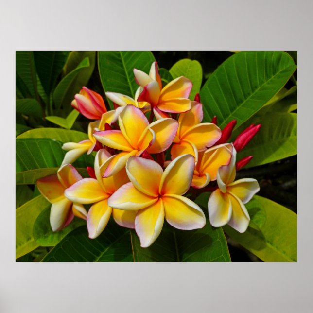 Poster Frangipani hawaïen (Devant)