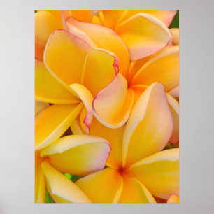 Poster Frangipani hawaïen