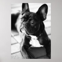 Französisch Bulldog