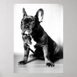 Poster Französische Bulldogge