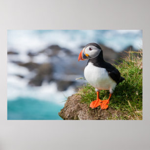 Poster Fratercula Arctica