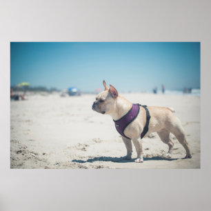 Poster French Bulldog On Beach
