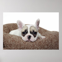 French Bulldog Puppy Lying
