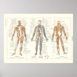 Poster French Muscle Anatomy Vintage Chart 1800's