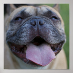 Poster Frenchie