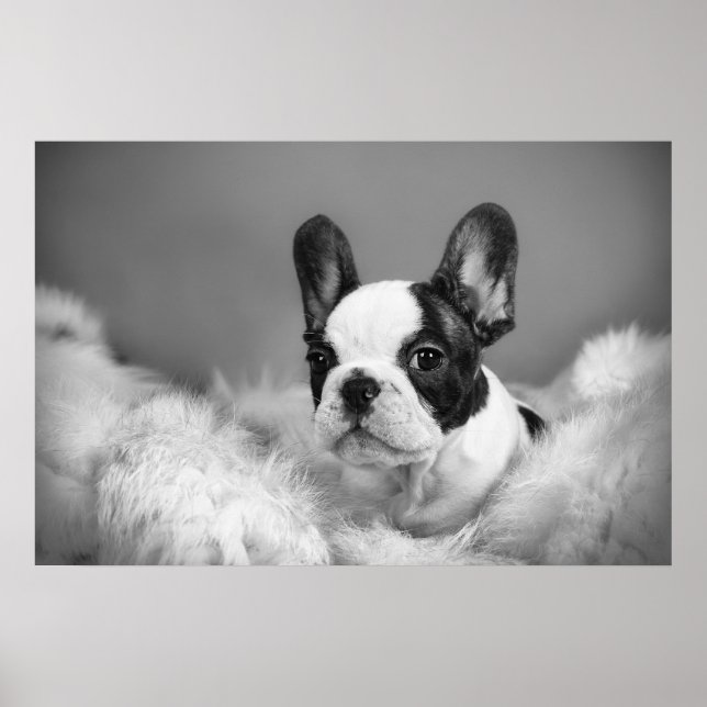 Poster Frenchie - Chien français (Devant)