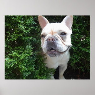 Poster Frenchy en patrouille