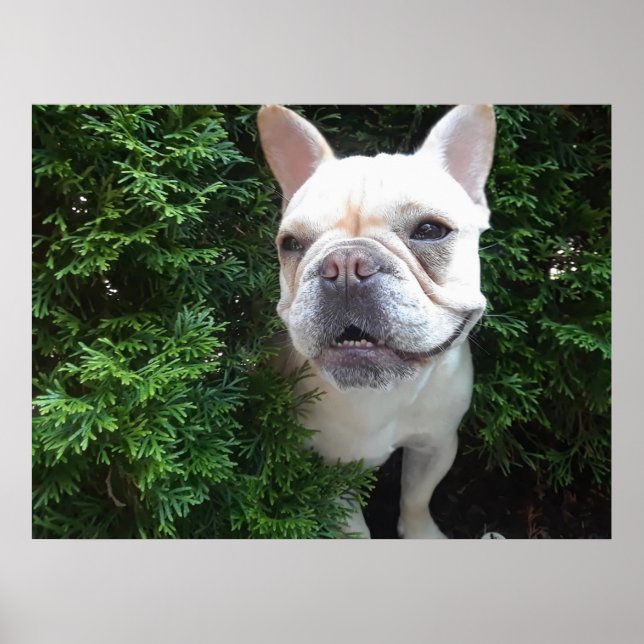 Poster Frenchy on Patrol (Devant)