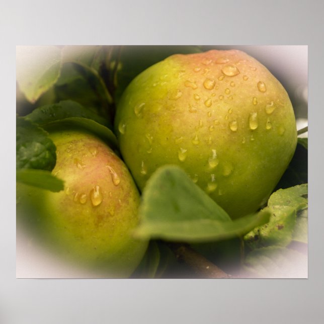 Poster Fresh Green Apples with Misty Border (Devant)