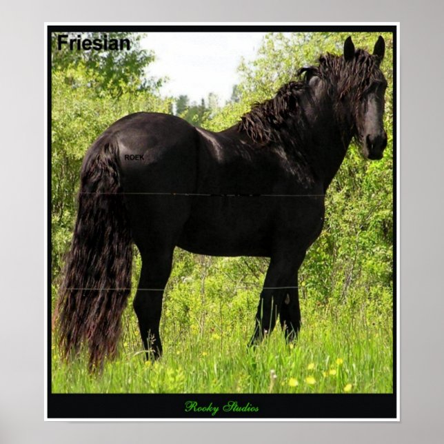 Poster Friesian (Devant)