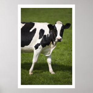Poster Friesian cow