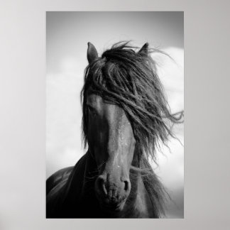 Poster Friesian Stallion au vent.
