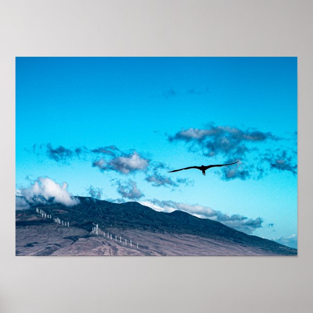 Poster Frigatebird flottant au-dessus de l'affiche océani (Devant)
