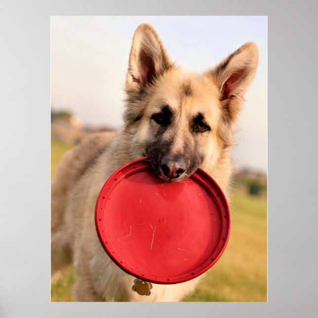 Poster Frisbee (Devant)