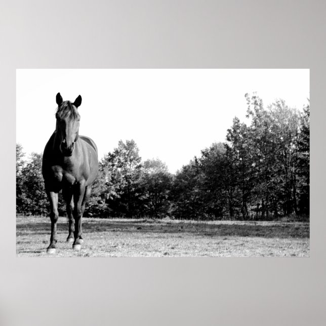 Poster Frisco (Devant)