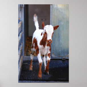 Poster Frisky Calf