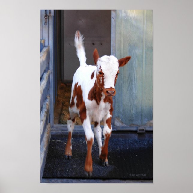 Poster Frisky Calf (Devant)