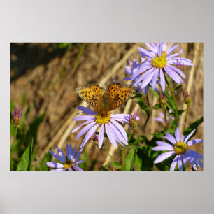Poster Fritillaire Hydaspe sur fleurs d'aster pourpre