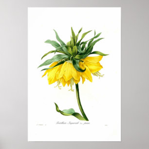 Poster Fritillaire jaune