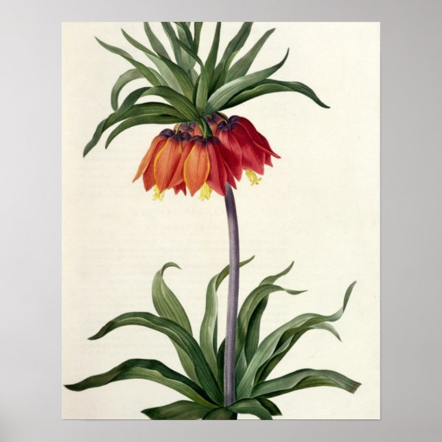 Poster Fritillaria Imperialis de, "Les Lilacees", 1802- (Devant)
