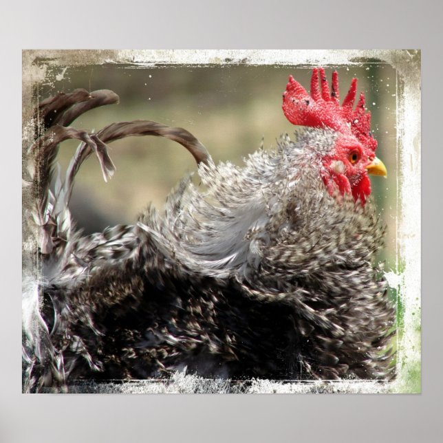 Poster Frizzle Rooster (Devant)
