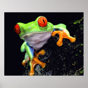Poster Frog 3 Print