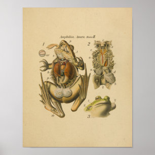 Poster Frog Anatomy Print Paul Pfurtscheller