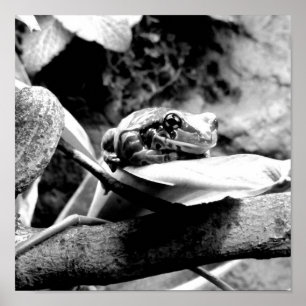 Poster Frog On Leaf B+W