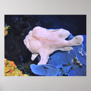 Poster Frogfish-Blanc géant