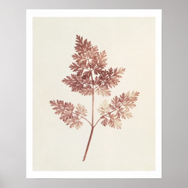 Poster Fronds of Feuille, 1843 (photo b/w) (Devant)